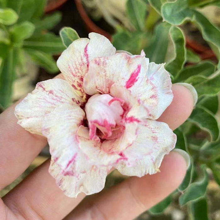 Adenium obesum bloom held, showcasing creamy pink petals.