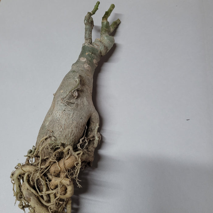 Adenium obesum caudex with fibrous roots exposed.