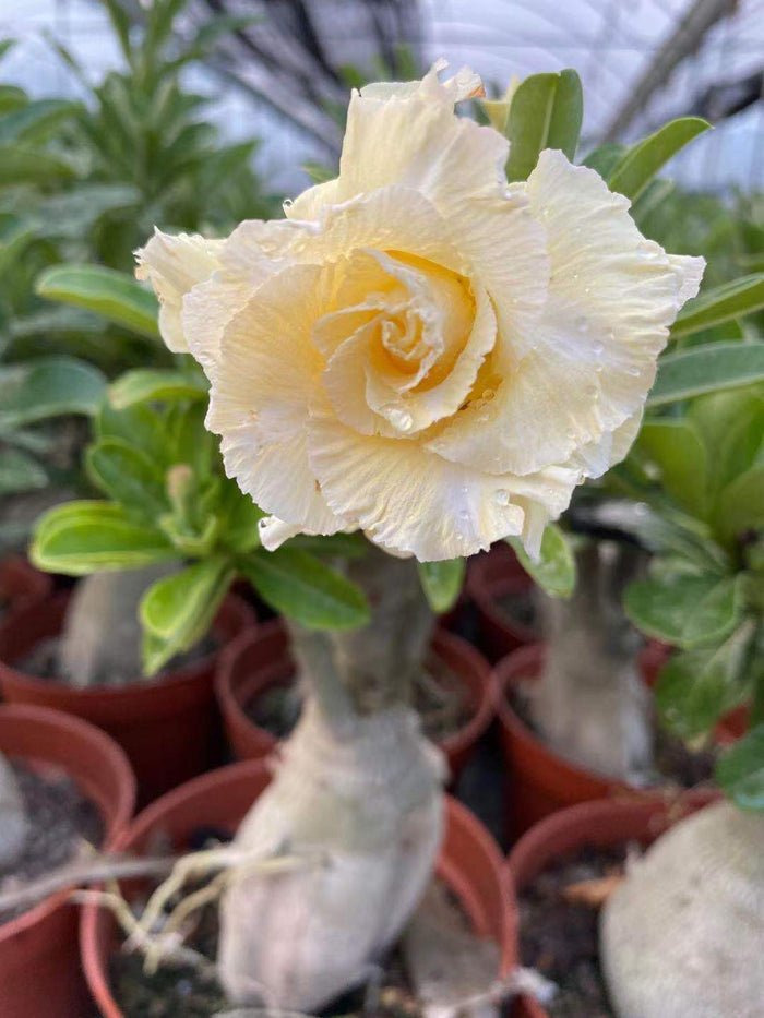 Adenium obesum in bloom with swollen trunk.