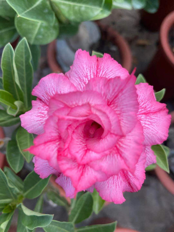 Adenium obesum, pink double-blossom in pot.