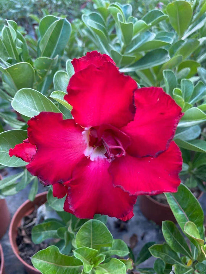 Desert Rose (Adenium obesum) blooming, glossy leaves visible.