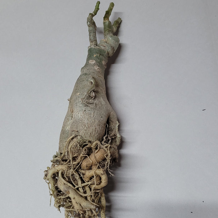 Adenium obesum succulent caudex with fleshy roots.