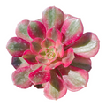 Aeonium 'Allure' succulent with pink-red edged leaves.