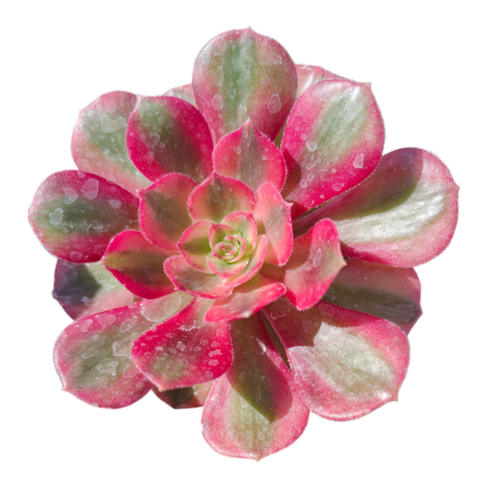Aeonium 'Allure' succulent with pink-red edged leaves.