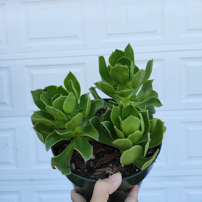 Aeonium Arboreum cv. in small nursery pot.
