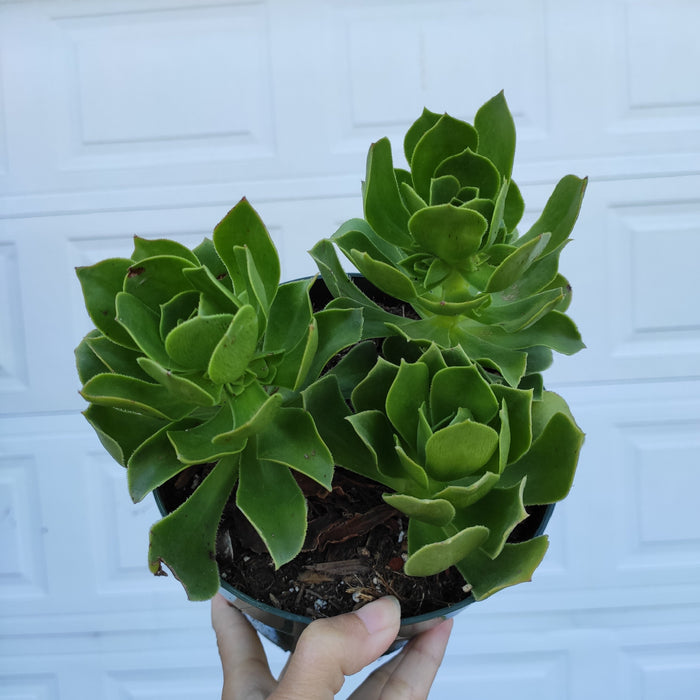 Aeonium Arboreum cv. in a small nursery pot.