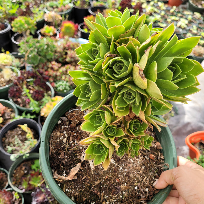 Aeonium Arboreum cv. in pot with hand holding.