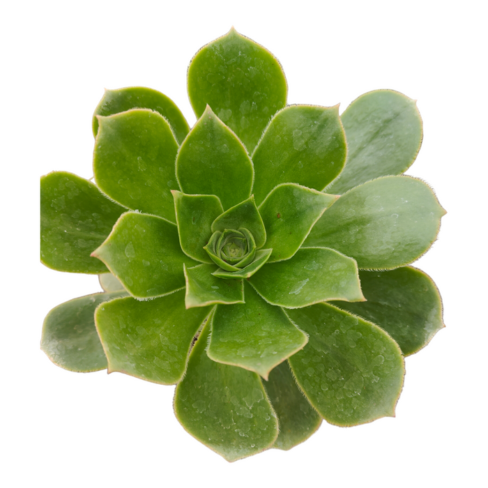 Aeonium Arboreum cv. succulent with rosette leaf pattern.