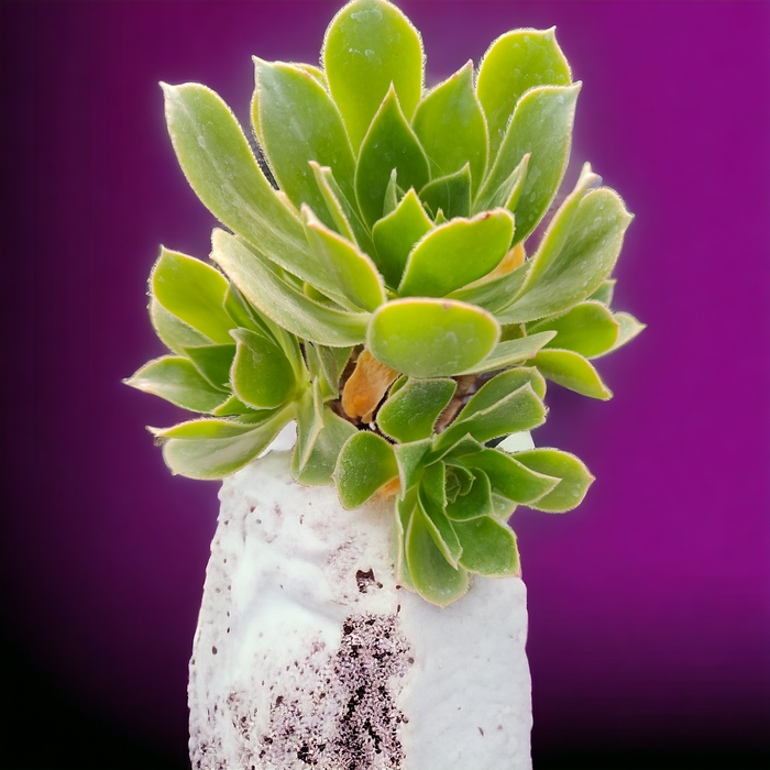 Aeonium Arboreum cv. in textured white pot
