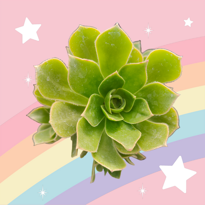 Aeonium Arboreum cv. succulent with whimsical pastel backdrop.