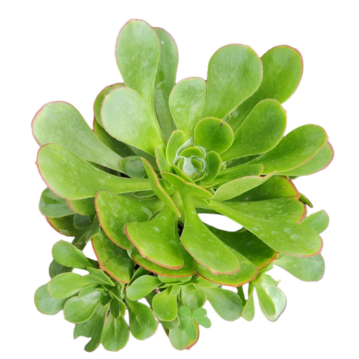 Aeonium arboreum 'Green Cashmere' rosette with reddish-edged leaves.