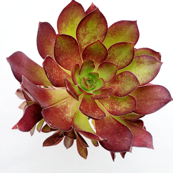Aeonium arboreum 'Silk Pinwheel' succulent, top-down view.