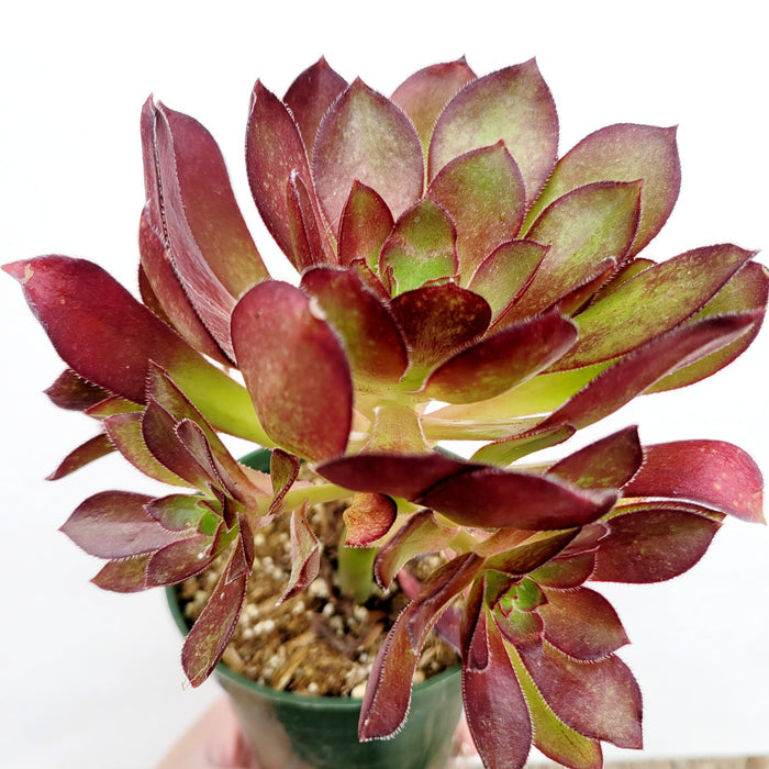 Aeonium arboreum 'Silk Pinwheel' potted succulent with rosette leaves.