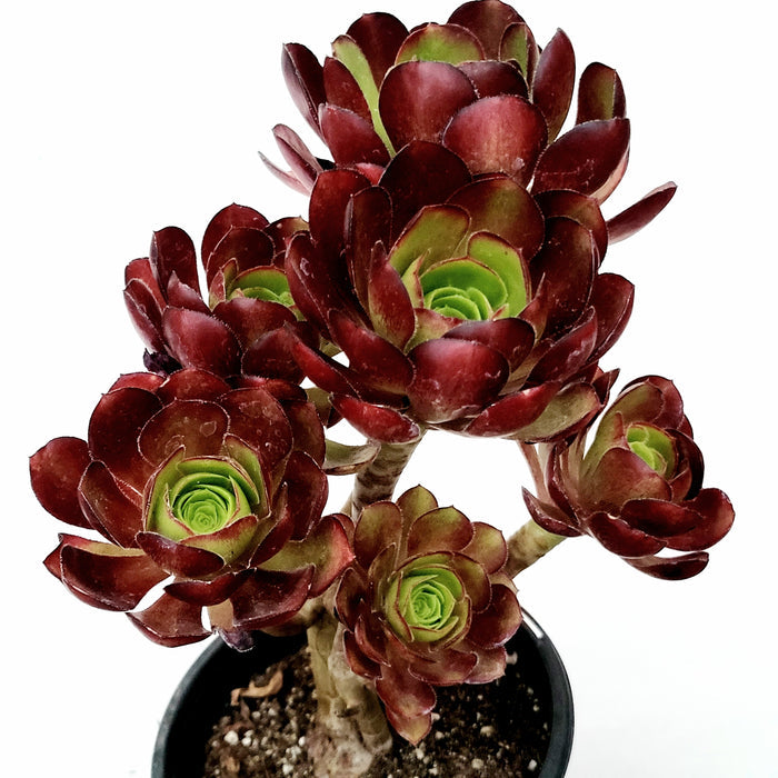 Aeonium arboreum 'Silk Pinwheel' potted succulent with rosettes.