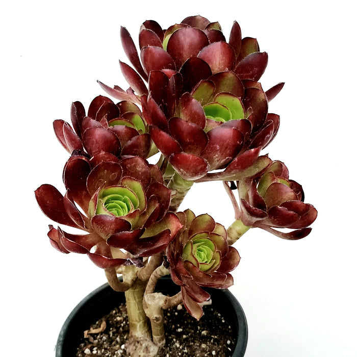 Aeonium arboreum 'Silk Pinwheel' in black pot.