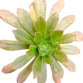 Aeonium arboreum v. holochrysum top-down view, rosette leaves.