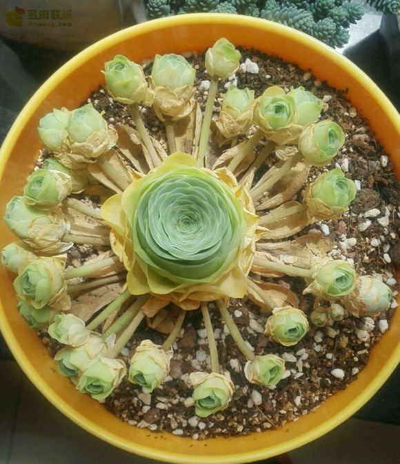 Aeonium aureum with off-shoots in a yellow pot.