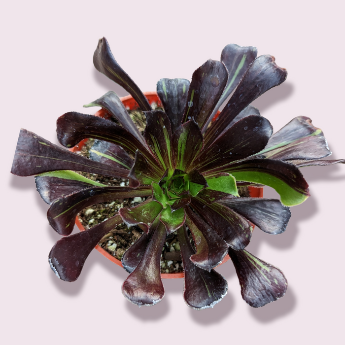 Aeonium 'Big bang' in a nursery pot.