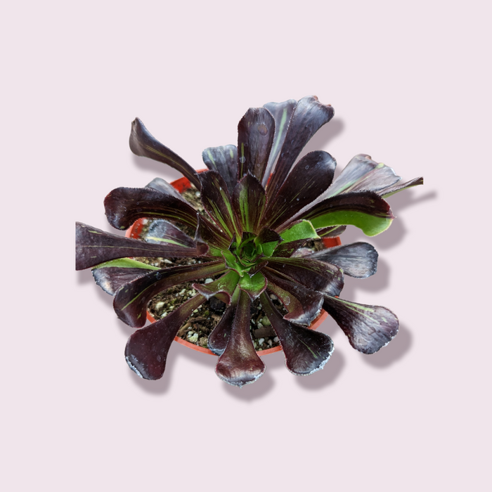 Aeonium 'Big bang' dark rosette succulent in plastic pot.