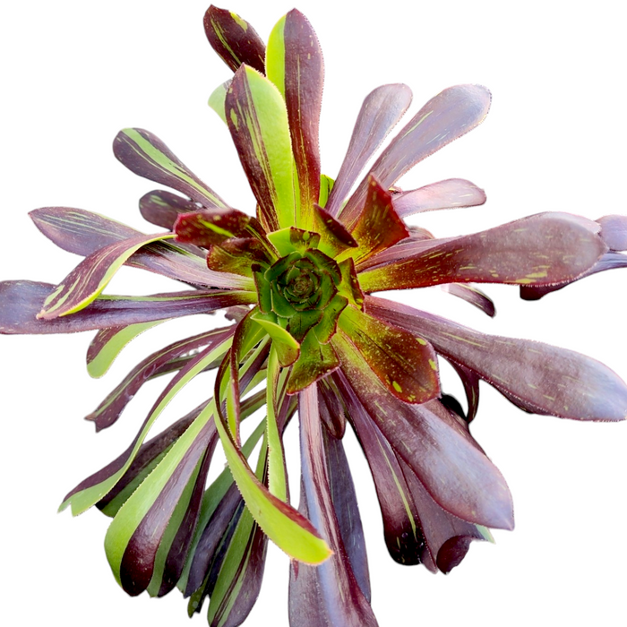 Aeonium 'Big bang' succulent, green-purplish rosette.