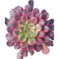 Aeonium Black King Kong succulent with pink-tipped leaves.