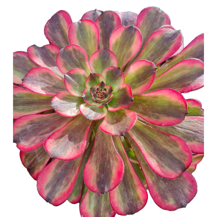Aeonium Black King Kong succulent, top-down view.