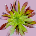 Aeonium Black Magic succulent top-down view.
