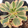 Aeonium 'Blue and White Porcelain' succulent with variegated leaves.