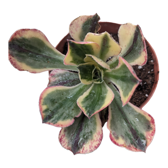 Aeonium 'Blue and White Porcelain' variegated succulent in a pot.