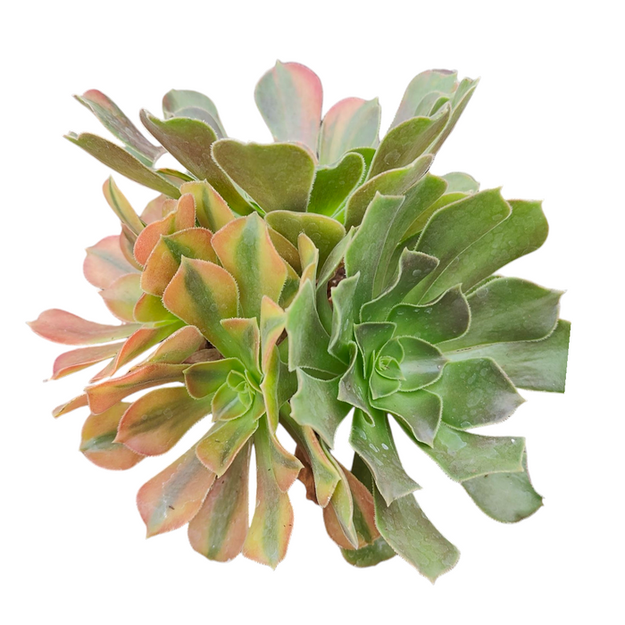 Aeonium Blushing Beauty Variegata succulent cluster with reddish-orange leaf edges.