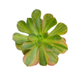 Aeonium Blushing Beauty Variegata with spoon-shaped, reddish-edged leaves.