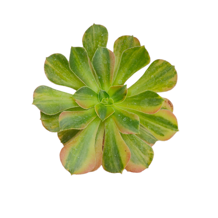 Aeonium Blushing Beauty Variegata with spoon-shaped, reddish-edged leaves.