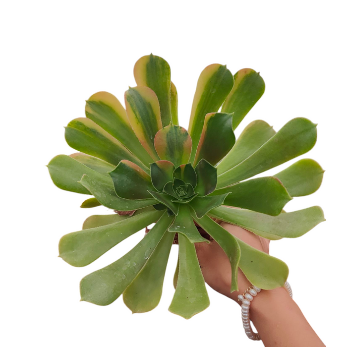 Aeonium Blushing Beauty Variegata held by hand.