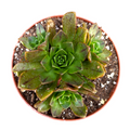 Aeonium Bronze Medal in soil, round container.