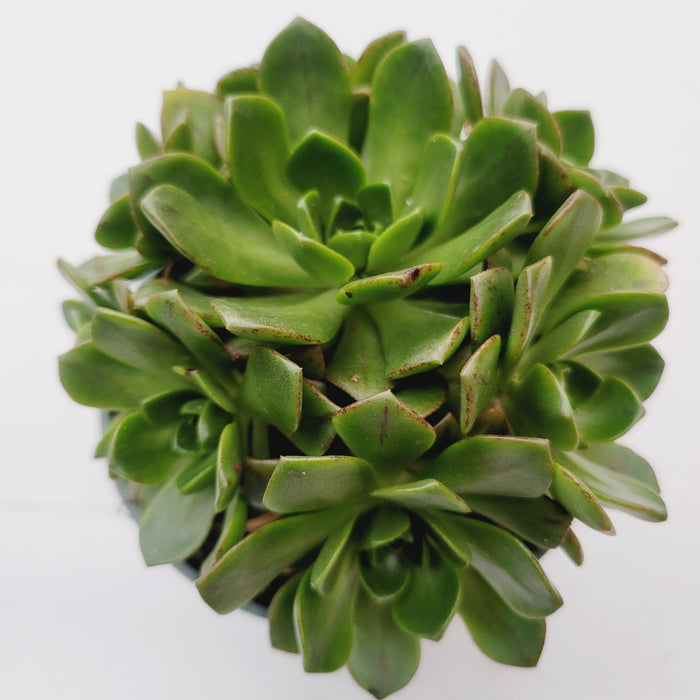 Aeonium Bronze Medal succulent with small rosettes.