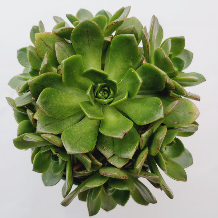 Aeonium Bronze Medal succulent with green rosette leaves.