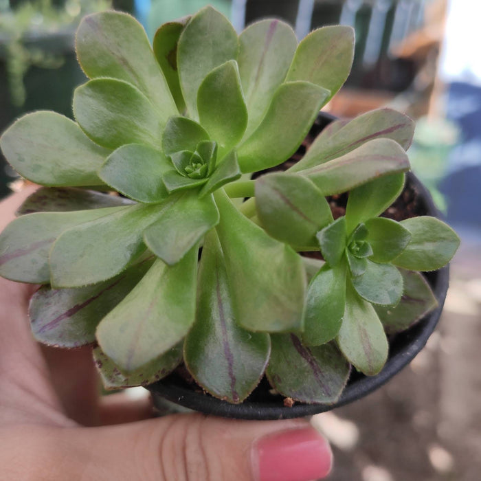 Aeonium Bronze Medal succulent in rosette form with offsets.