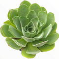 Aeonium canariense var. virgineum succulent with spiraling rosette leaves.