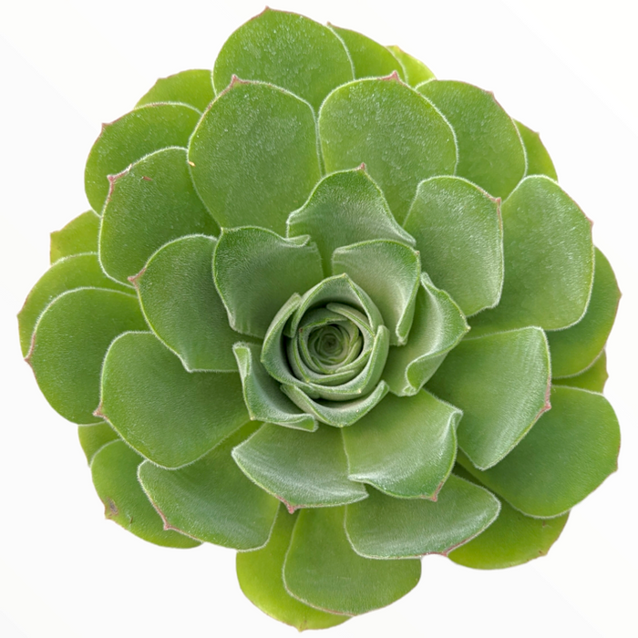 Aeonium canariense var. virgineum succulent, rosette formation.
