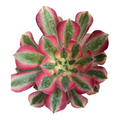 Aeonium Canary variegated succulent with water droplets on leaves.