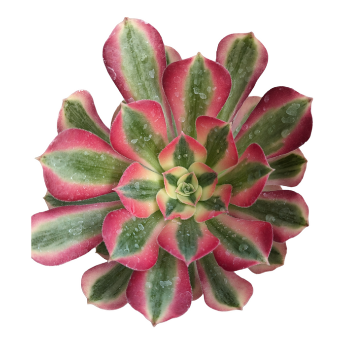 Aeonium Canary variegated succulent with water droplets on leaves.