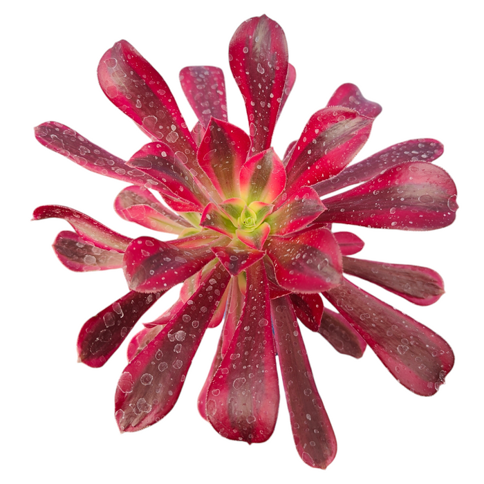 Aeonium Canary succulent with vibrant, paddle-shaped leaves.