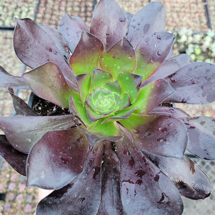 Aeonium 'Cyclops' succulent with water droplets on leaves.