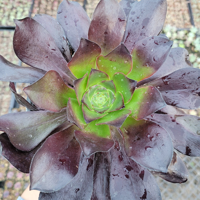 Aeonium 'Cyclops' succulent with water droplets on dark leaves.