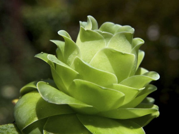 Aeonium diplocyclum var. gigantea, green rosette-shaped succulent close-up.
