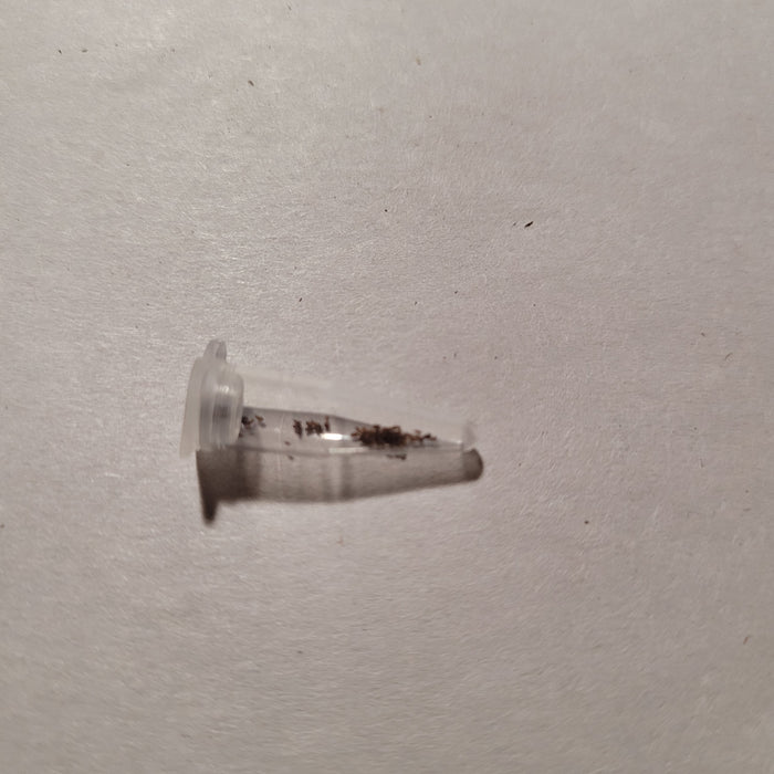 PCR tube with Aeonium diplocyclum var. gigantea debris.