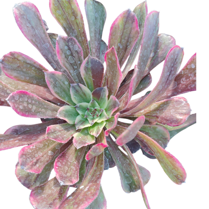 Aeonium Fendai succulent with water droplets, pink-edged leaves.