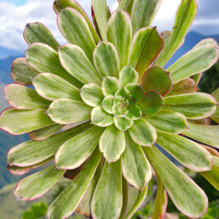 Aeonium Fendai succulent with green, creamy, and pink-edged leaves.