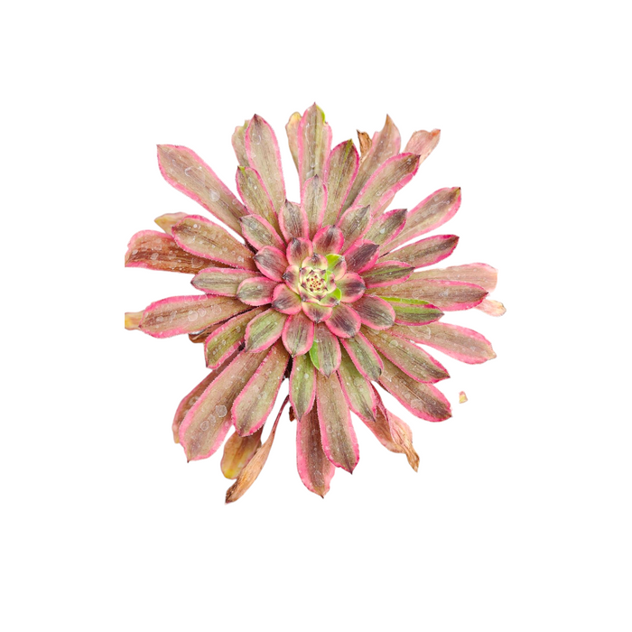Aeonium Fendai succulent with pink-edged, water-dappled leaves.
