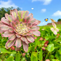 Aeonium Fendai succulent with pink-edged, water-dappled leaves.